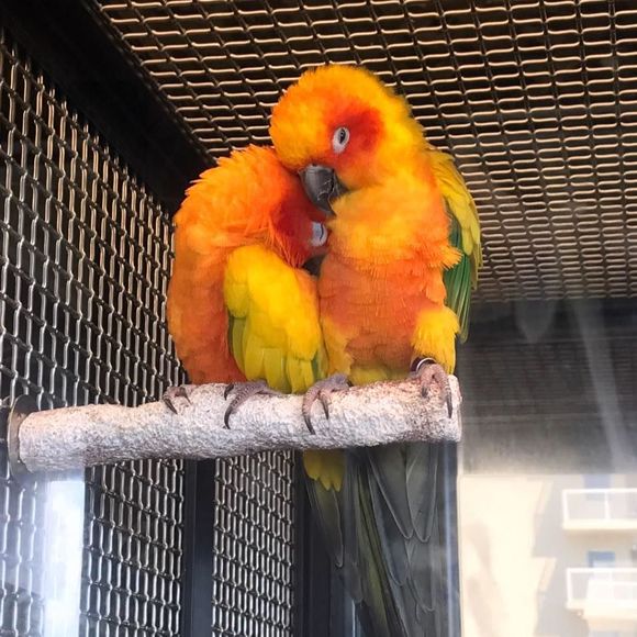 Meet your Posher, Jeannelyn-angel - Picture 1 of 1